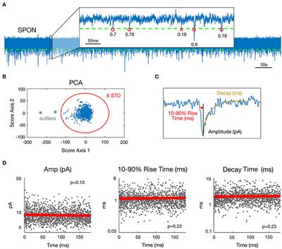 Octopus Cells in the Posteroventral Cochlear Nucleus Provide the Main Excitatory Input to the Superior Paraolivary Nucleus